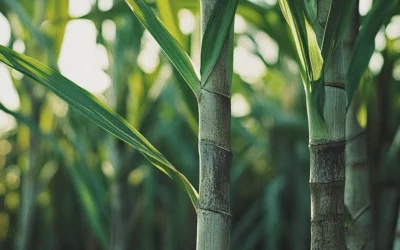 La bagasse : l’avenir des alternatives écologiques dans la restauration